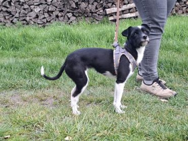 Verschmuste Hundedame wartet auf dich