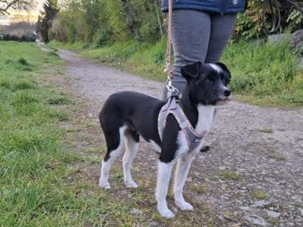 Verschmuste Hundedame wartet auf dich