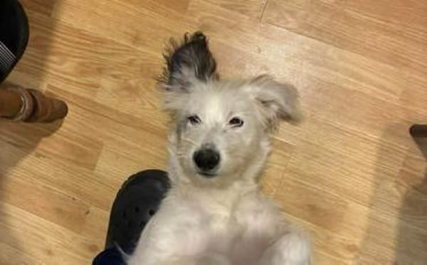 Die süße Dotty wartet auf dich