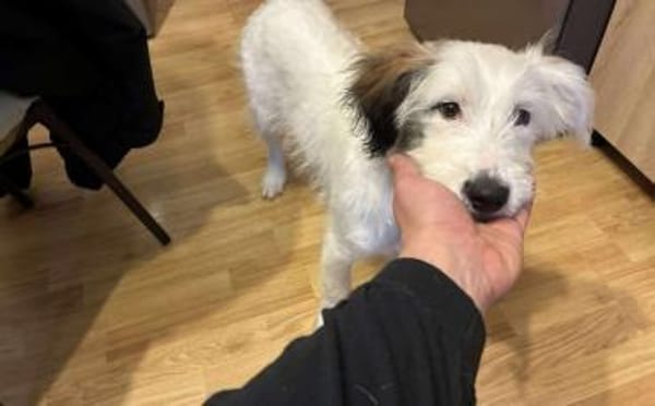 Die süße Dotty wartet auf dich