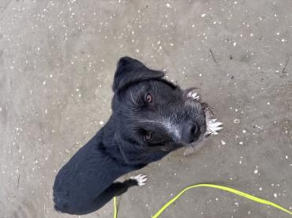 Puffi sucht seine Menschen