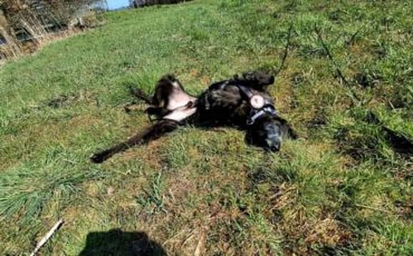 Gütiges Zuhause für liebenswerten Pepper