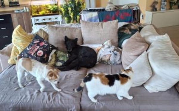 Gütiges Zuhause für liebenswerten Pepper