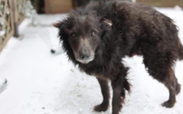 Gütiges Zuhause für liebenswerten Pepper