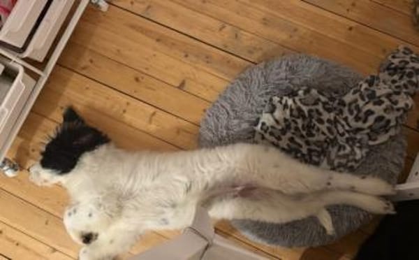 Ein kleines Herz Namens Rangy sucht