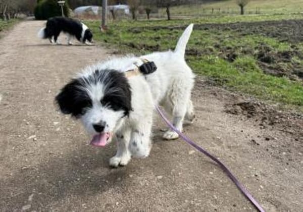 Ein kleines Herz Namens Rangy sucht