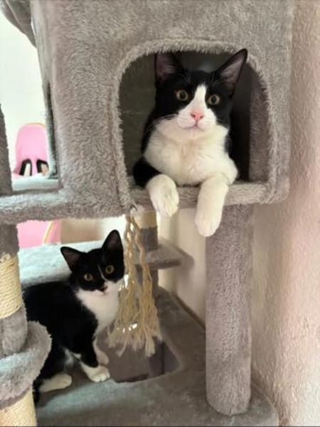 Orion & Luna Dreamteam sucht  Zuhause