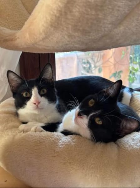 Orion & Luna Dreamteam sucht  Zuhause