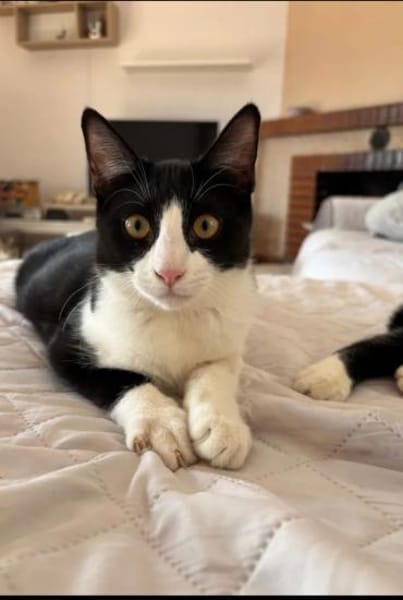 Orion & Luna Dreamteam sucht  Zuhause