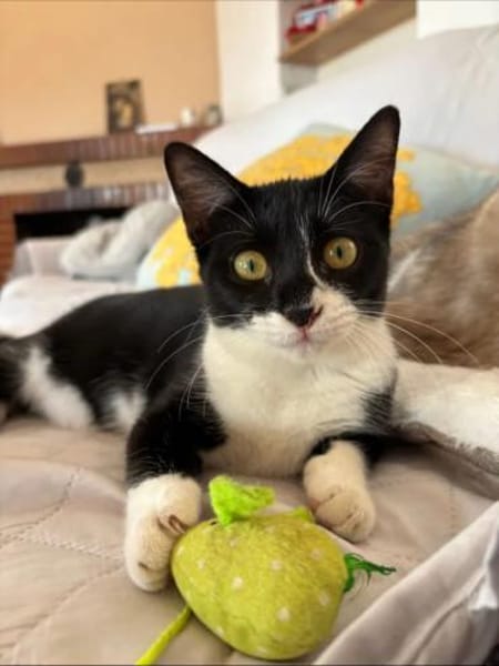 Orion & Luna Dreamteam sucht  Zuhause