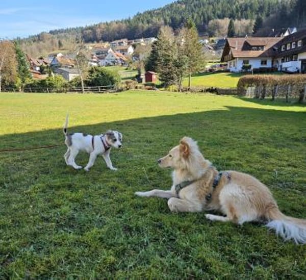 Spotty sucht ihren Traumpalast