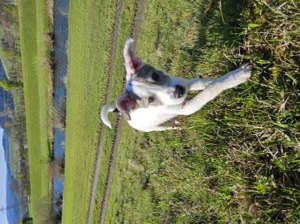 Spotty sucht ihren Traumpalast