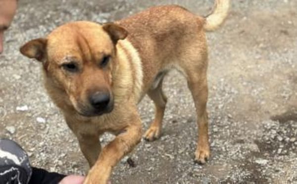 Wer schenkt Sven ein Zuhause?