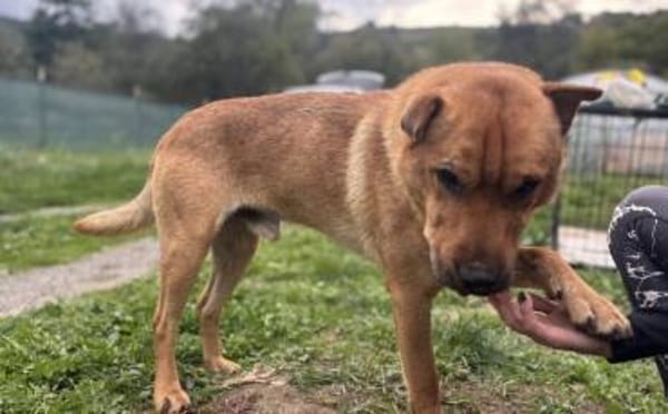 Wer schenkt Sven ein Zuhause?