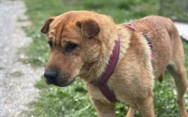 Wer schenkt Sven ein Zuhause?