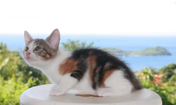 CHAT–AÎGNE, chaton femelle européen