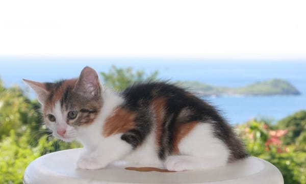 CHAT–AÎGNE, chaton femelle européen