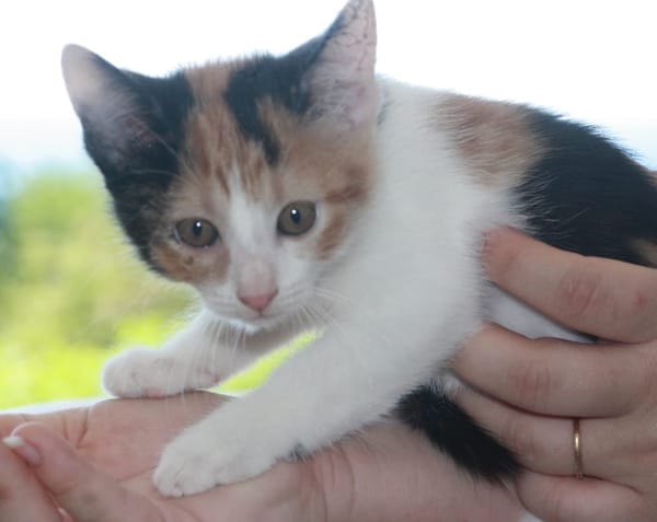 CHAT–AÎGNE, chaton femelle européen