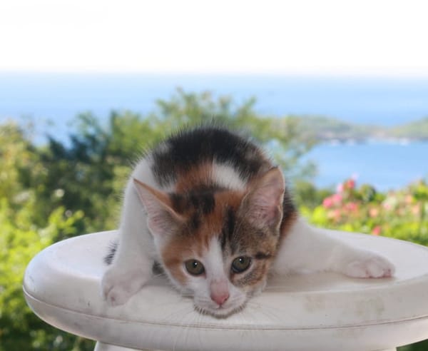 CHAT–COOL, chaton femelle européen