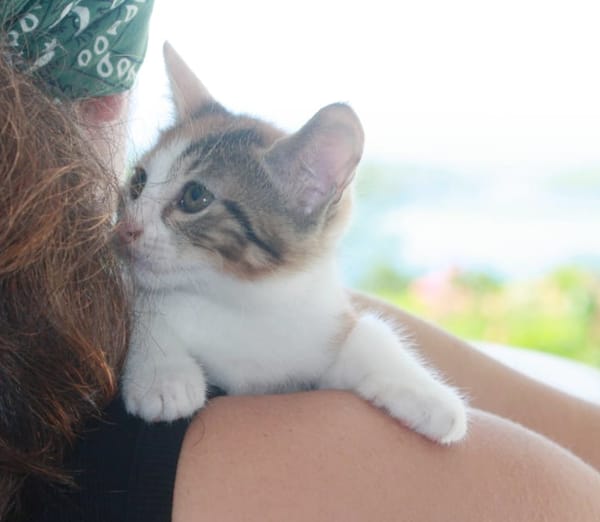 CHAT–COOL, chaton femelle européen