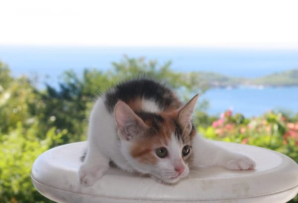 CHAT–COOL, chaton femelle européen