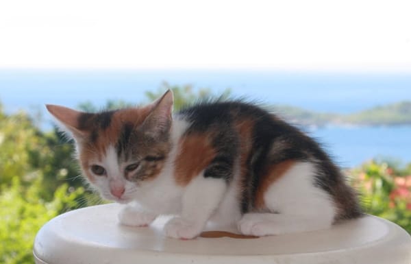 CHAT–COOL, chaton femelle européen