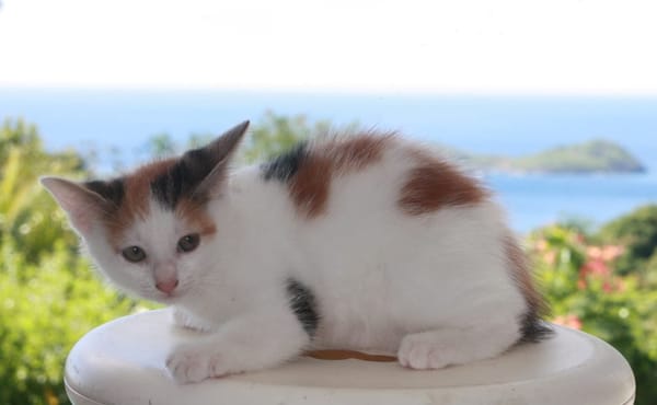 CHAT–KIRA, chaton femelle européen