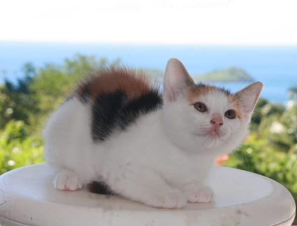 CHAT–KIRA, chaton femelle européen