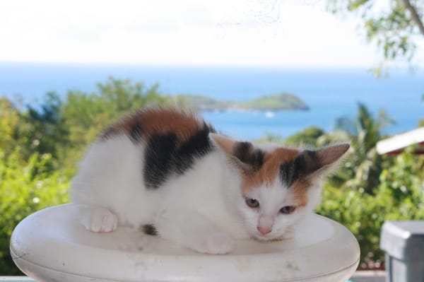 CHAT–KIRA, chaton femelle européen