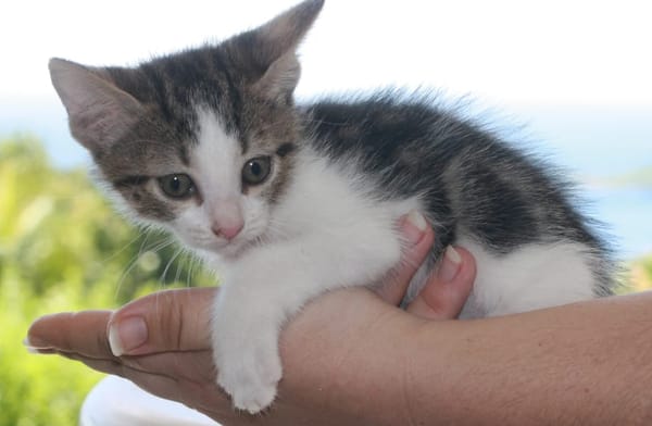 CHAT–LOUPÉ, chaton mâle européen