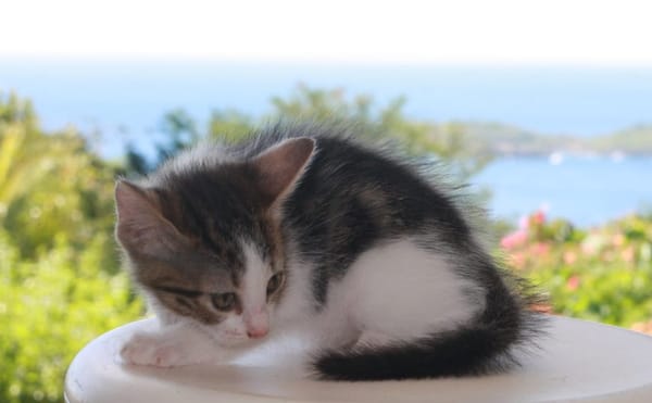 CHAT–LOUPÉ, chaton mâle européen
