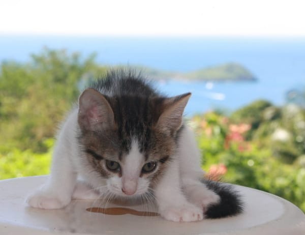 CHAT–LOUPÉ, chaton mâle européen