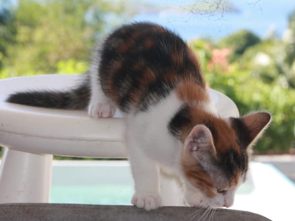 CHAT–MALLOW, chaton femelle européen