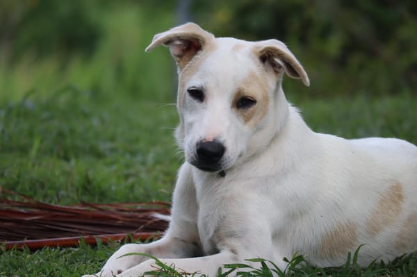 🐾 À L’ADOPTION – HOWDI, chiot Berger Créole (format “drôle & câlin”)
