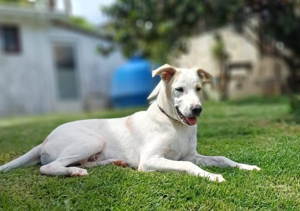 🐾 À L’ADOPTION – HOWDI, chiot Berger Créole (format “drôle & câlin”)