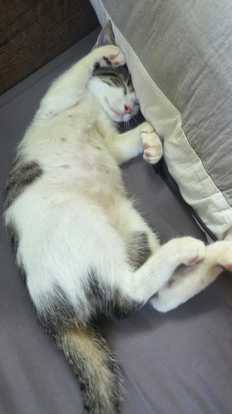 MOLLY, chat femelle junior