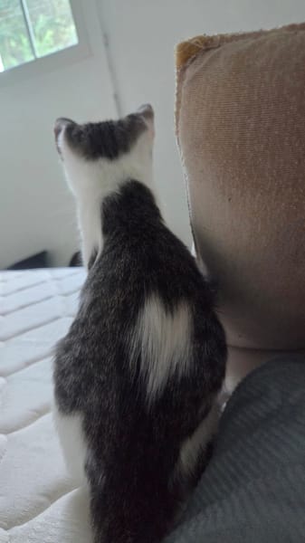 MOLLY, chat femelle junior