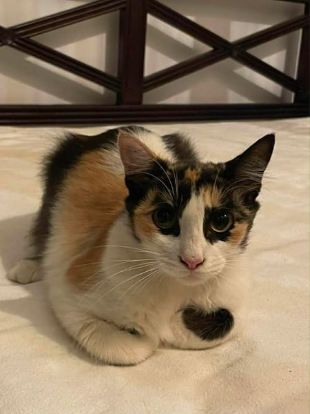 AGATHE CHATONNE REUNION