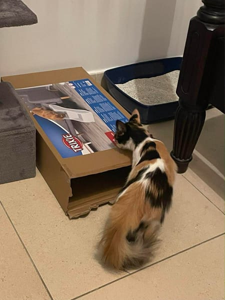 AGATHE CHATONNE REUNION