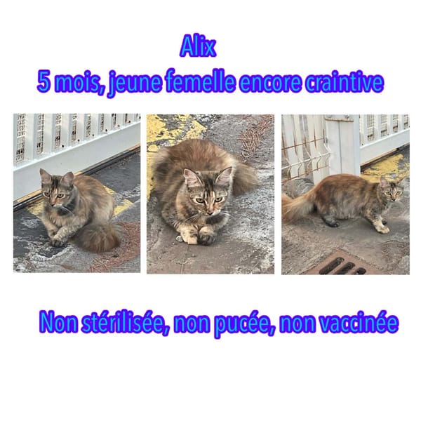 ALLIX CHATONNE REUNON