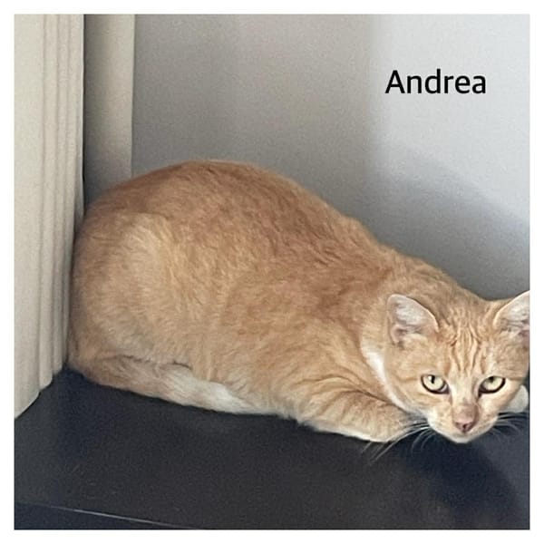 ANDREA CHATONNE REUNION