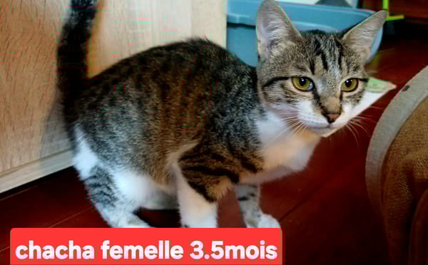 CHACHA chtonne réunion