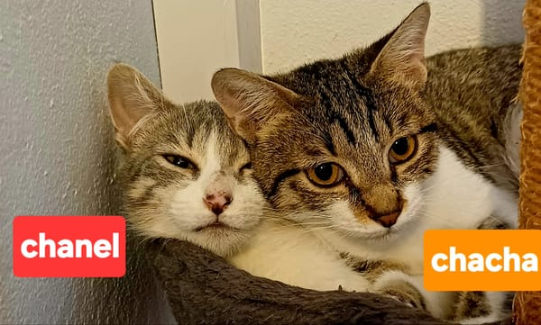 CHACHA chtonne réunion