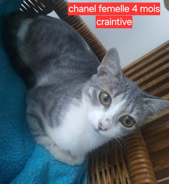 CHANEL chatonne réunion