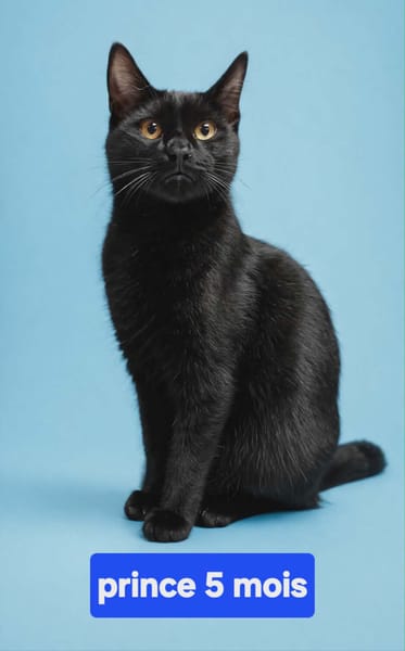 PRINCE chaton réunion