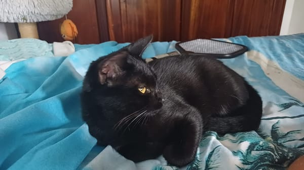 PRINCE chaton réunion