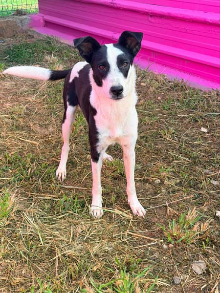 🐾 À L’ADOPTION – PANDA, jeune loulou plein de vie 🐾