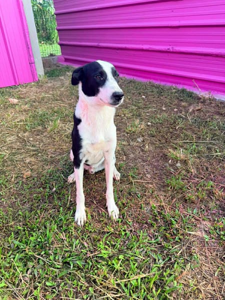🐾 À L’ADOPTION – PANDA, jeune loulou plein de vie 🐾