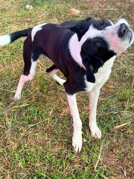 🐾 À L’ADOPTION – PANDA, jeune loulou plein de vie 🐾