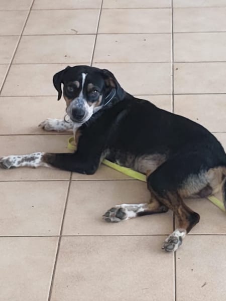 À L’ADOPTION, TINNIE adorable femelle BERGER CREOLE tricolore